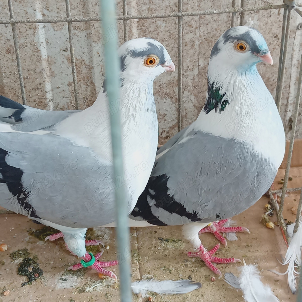 Porumbei gălățeni,cocoși ,rațe