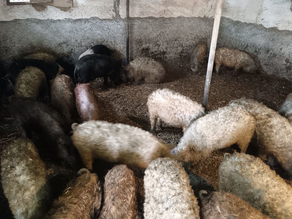 Vând vier mangalita