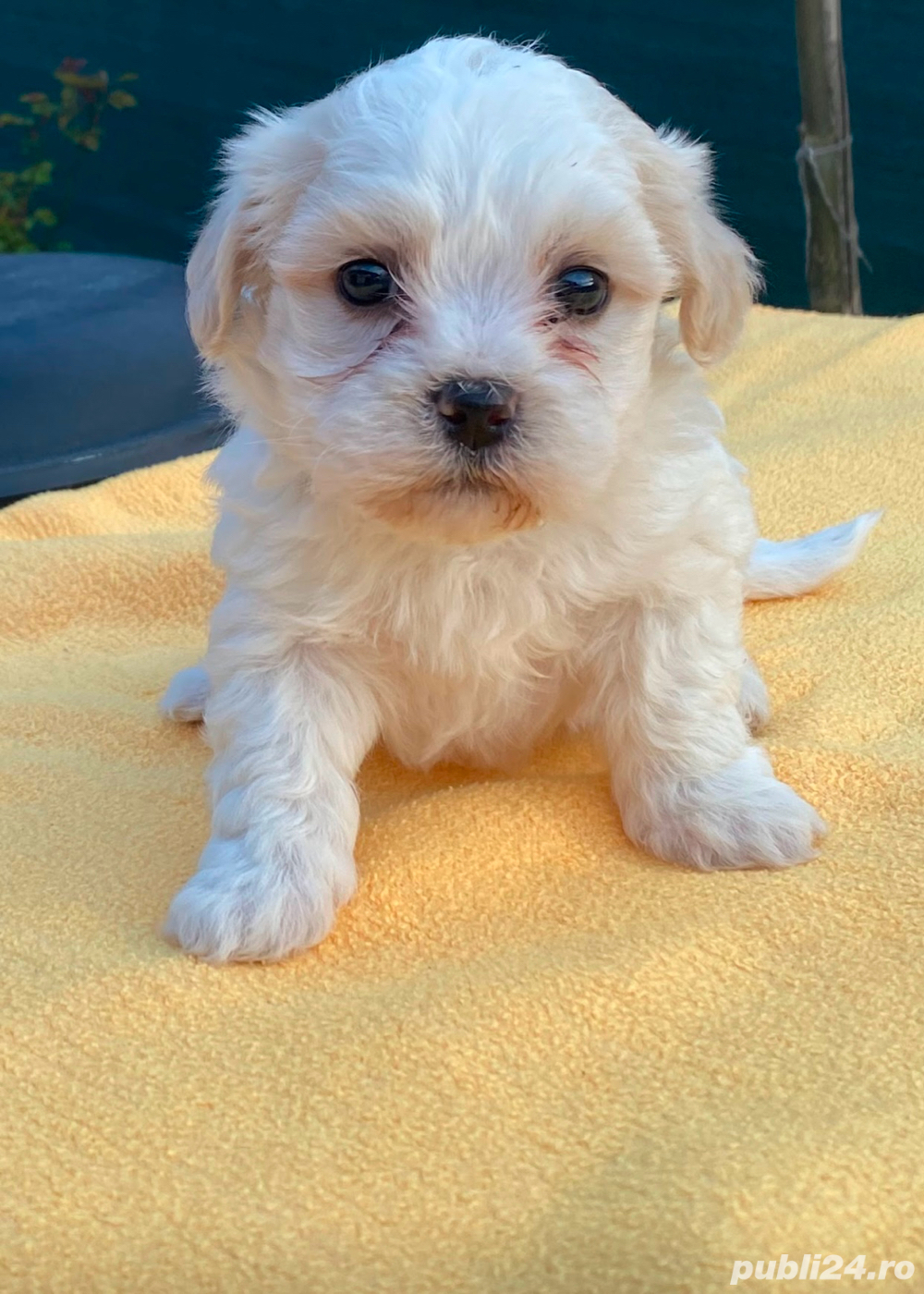 Fetita Bichon  Fetita Bichon