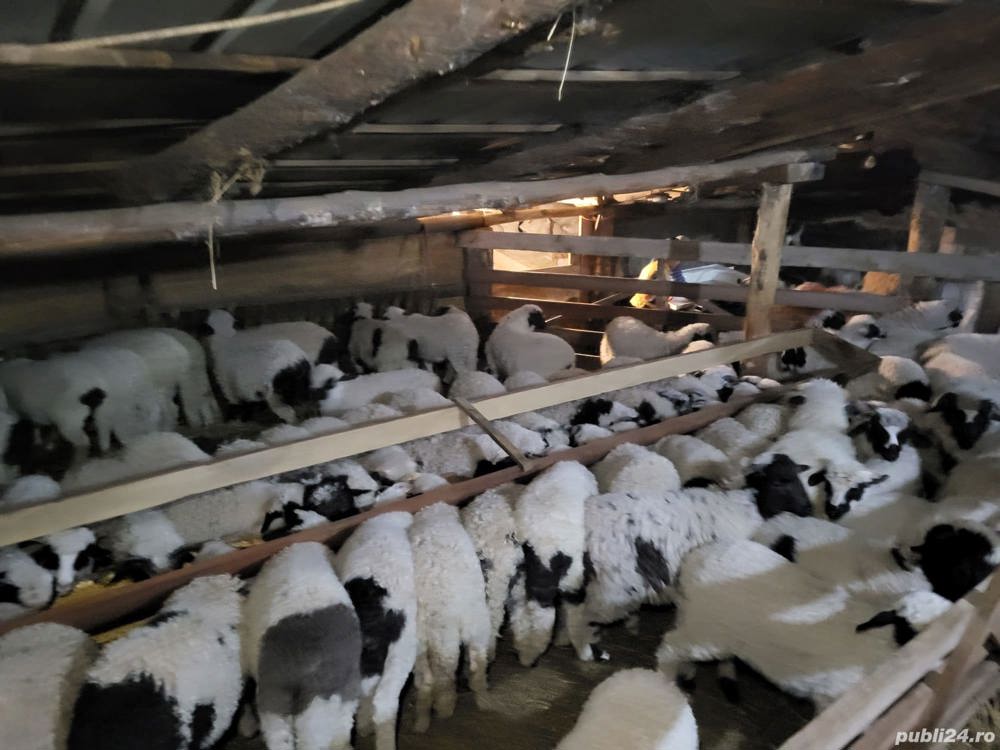 achiziții miei carlani 