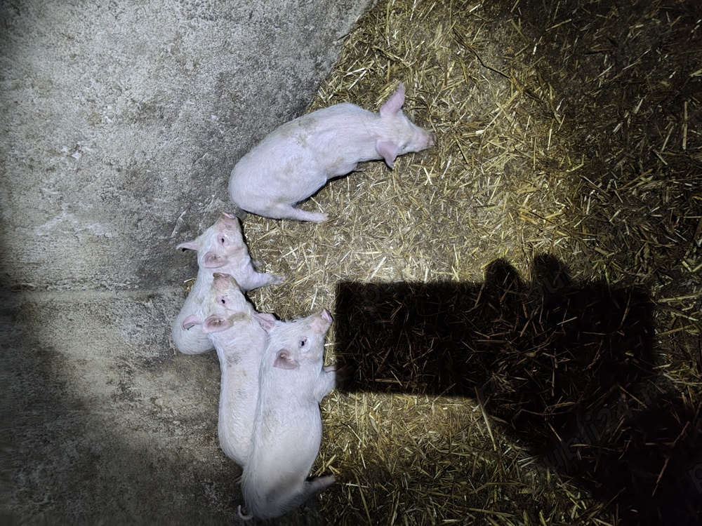 Patru purcei de vânzare 2masculi și 2purcele