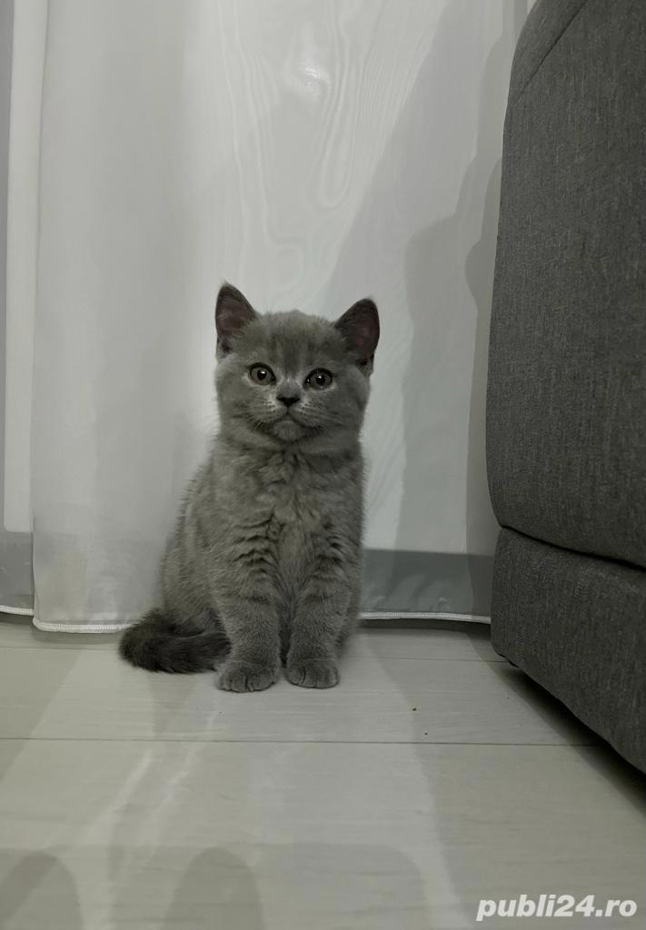 Pui British Shorthair Blue 