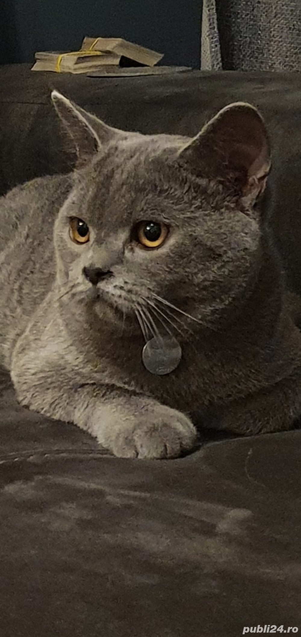 Motan British Shorthair Blue 