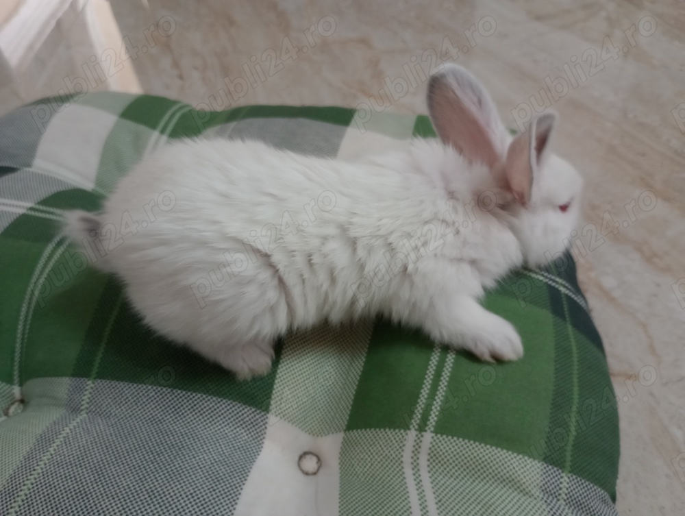 Iepurasi Urias de Transilvania - cadou de Pasti