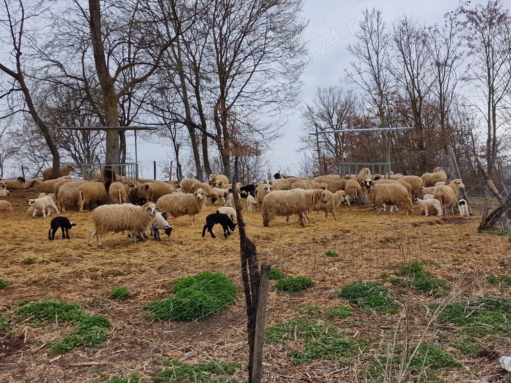 Vand 100 de oi gestante și mielute 2025. 