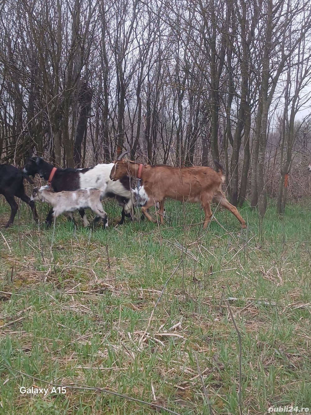 De vanzare capre gestante De vanzare capre gestante