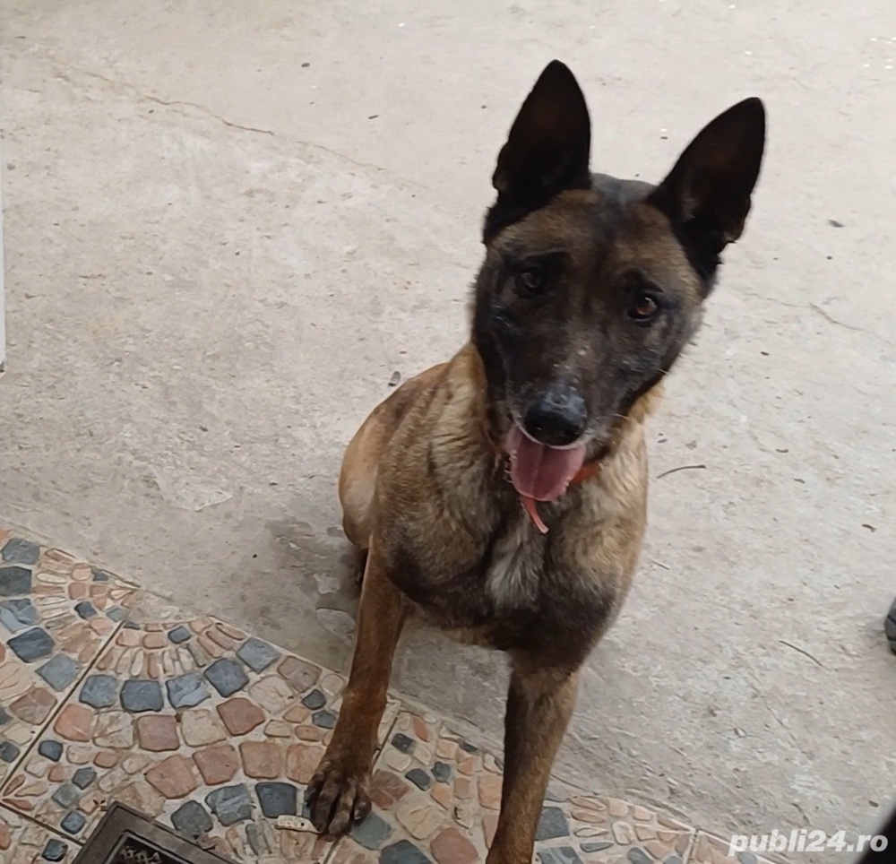 Femelă Ciobănesc Belgian Malinois 