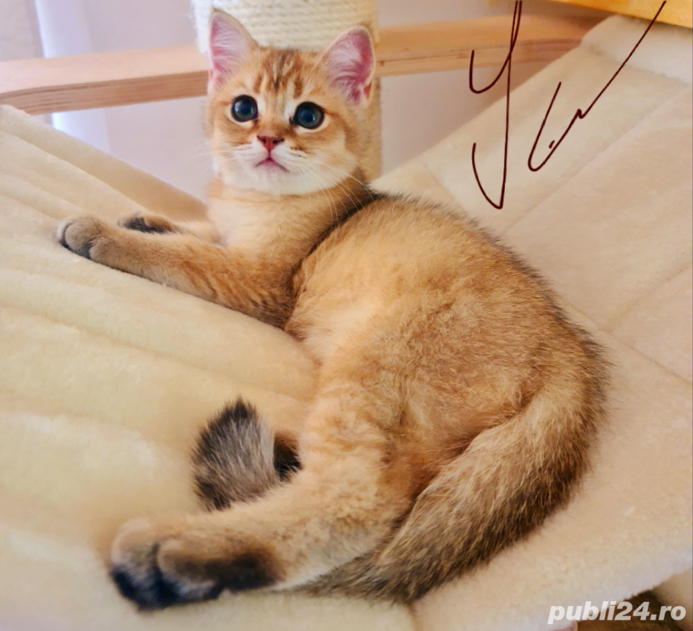 Mascul british shorthair golden 