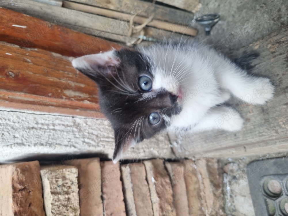 Donez pisici (1 luna) motani