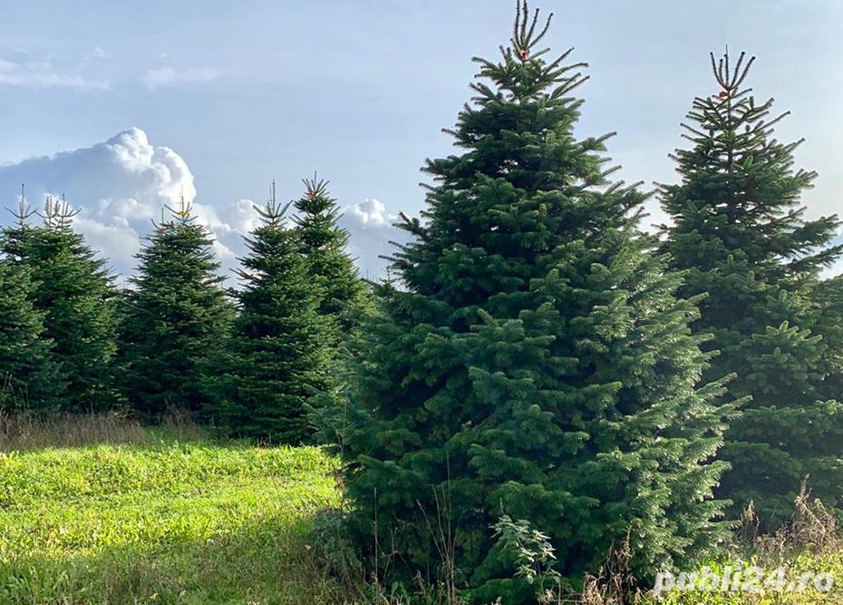 copaci,brazi tai cu drujba