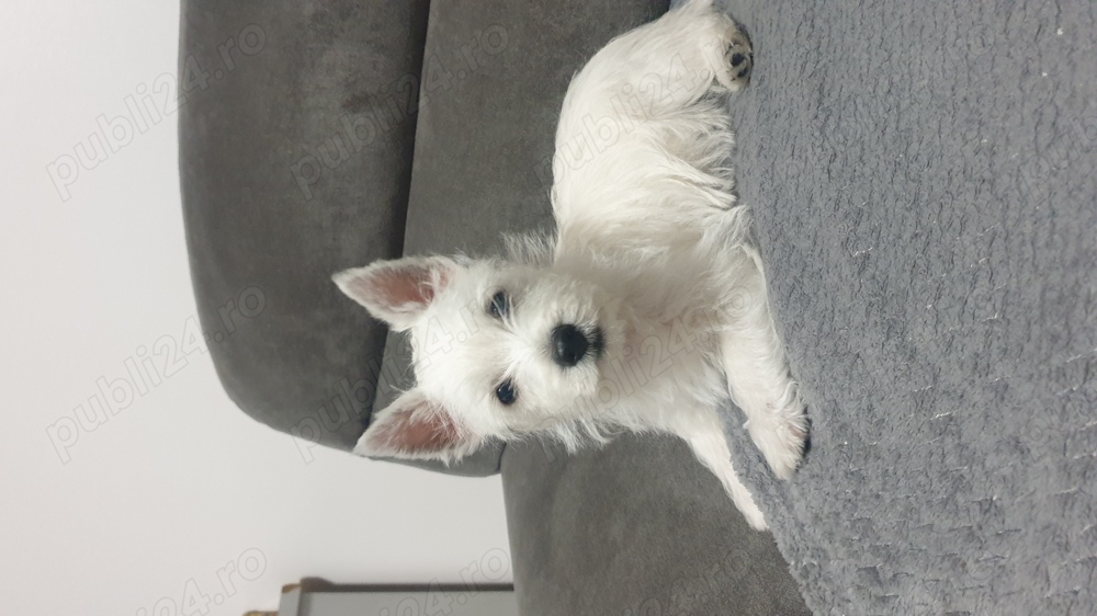 Vand pui westie , west highland white terrier