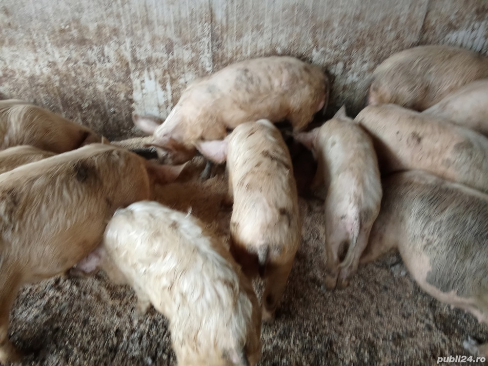 Vând purcei și grăsuni 