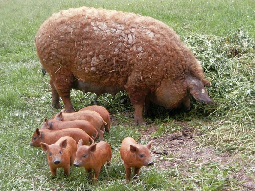 vand purcei de mangalita , rasa roscata vand purcei de mangalita , rasa roscata
