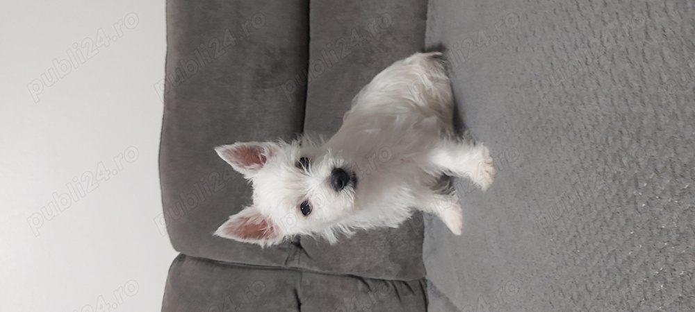 Pui  Westie 