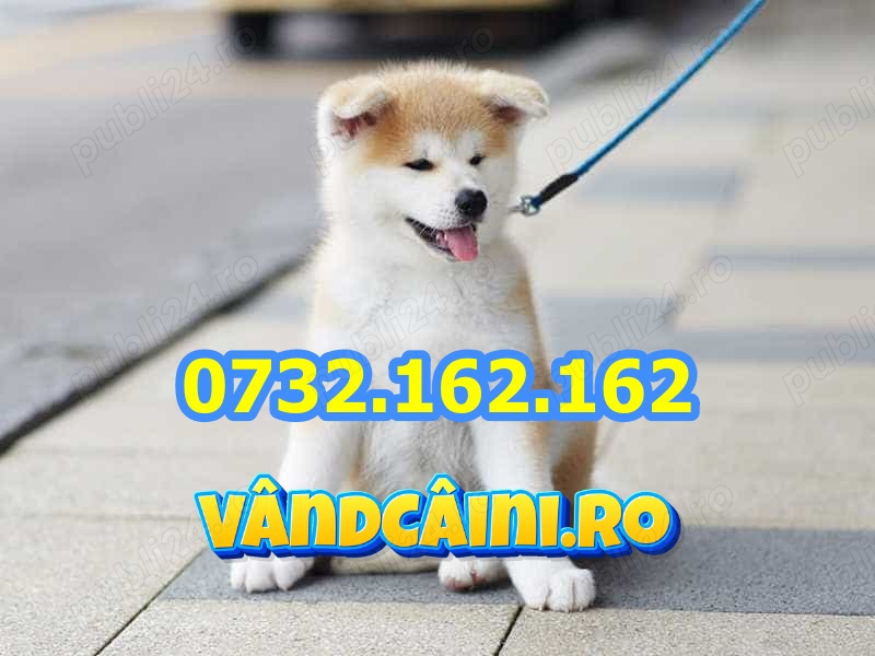 HRANA GRATUITA-Firma Autorizata-Akita Inu de vanzare cu carnet,factura,microcip,livrare la Timisoara