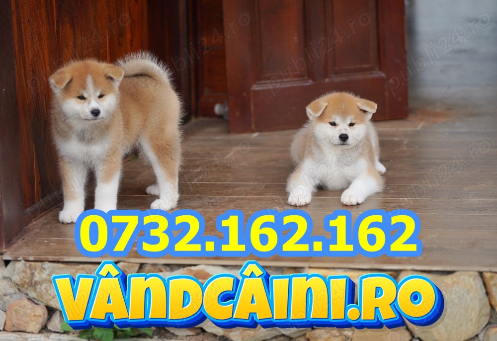 Hrana GRATUITA-Firma Autorizata-Akita Inu de vanzare cu factura,carnet,microcip+livrare la Iasi