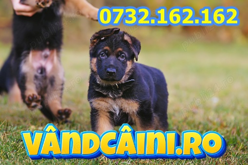 HRANA GRATUITA- Rezerva acum un Ciobanesc German de Vanzare cu microcip,factura,livrare la Bucuresti
