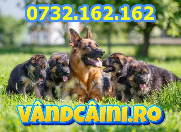 Firma Autorizata-Ciobanesc German de vanzare-factura, microcip,pasaport,carnet+livrare la Constanta