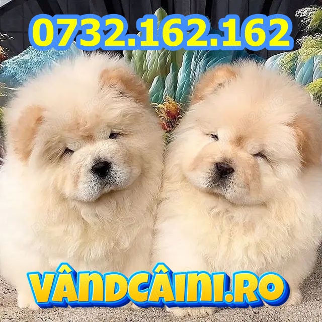 Firma Autorizata-Chow Chow Crem Maro de vanzare cu carnet,microcip,test,factura,livrare la Constanta