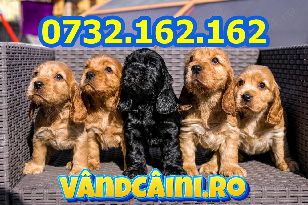 Firma Autorizata-Cocker Spaniel de vanzare,rasa pura,factura,garantie,test,microcip,livrare la Iasi
