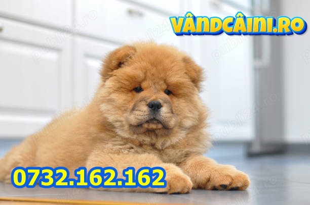 HRANA GRATUITA-Rezerva acum Chow Chow de vanzare cu factura,carnet,microcip+Livrare Bucuresti