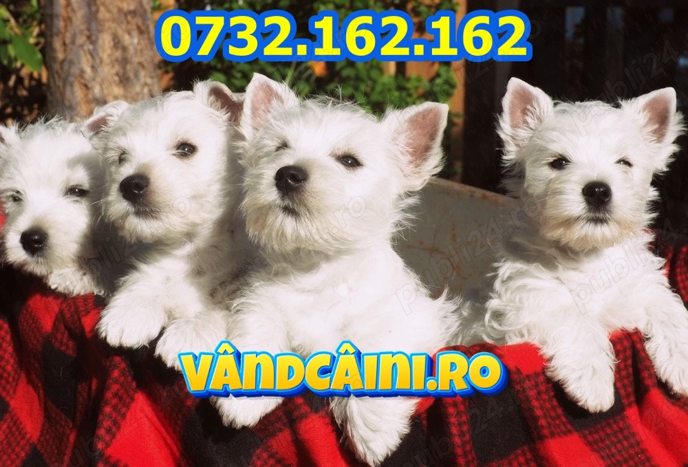 Firma Autorizata-Westie de vanzare cu factura, carnet,microcip,test,pasaport,livrare la Constanta