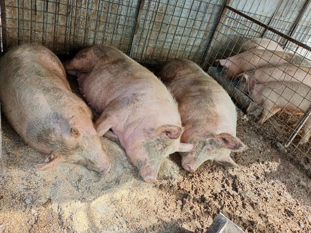 Vând porci și purcei landrace