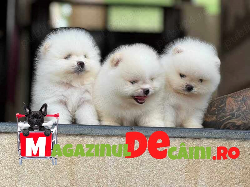 Cumpara legal catei Pomeranian cu FACTURA, Pasaport,carnet,Microcip,Garantie-Livrare la Arad