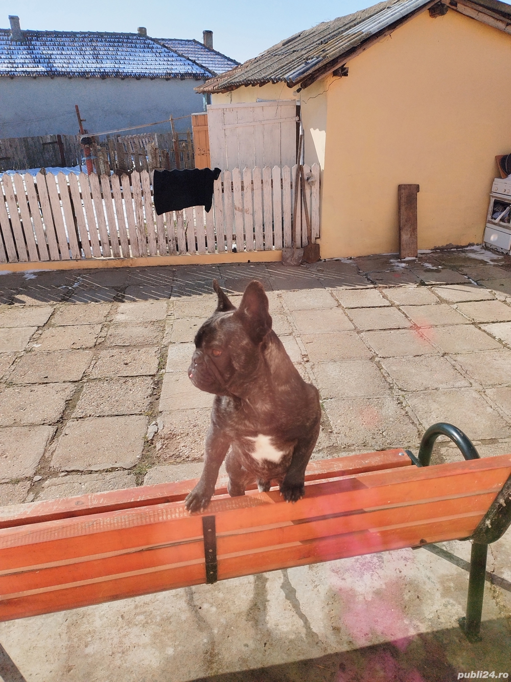 Vînd urgent buldog francez 