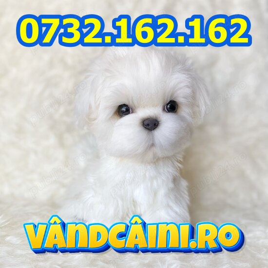 Firma Autorizata-Bichon Maltese toy de vanzare cu factura,carnet,test,microcip-livrare-Bucuresti