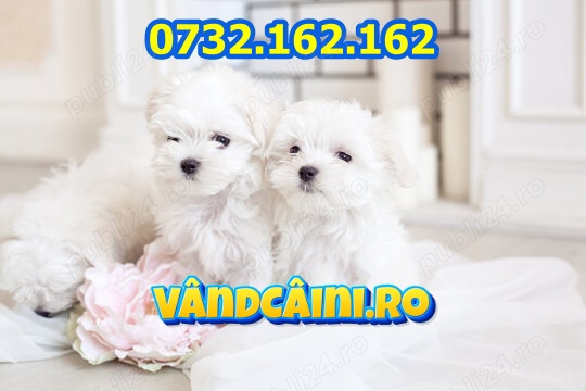 HRANA GRATUITA-Bichon Maltese alb Toy de vanzare cu factura,microcip,carnet+livrare Constanta
