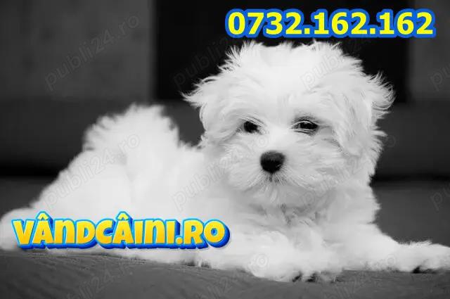 Cumpara legal catei Bichon Maltez Alb Mini toy cu Factura,Carnet,Microcip,Garantie-Livrare in Timis