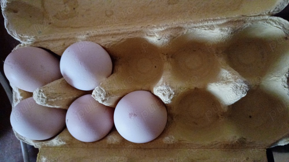 Oua Australorp pentru incubat  Oua Australorp pentru incubat
