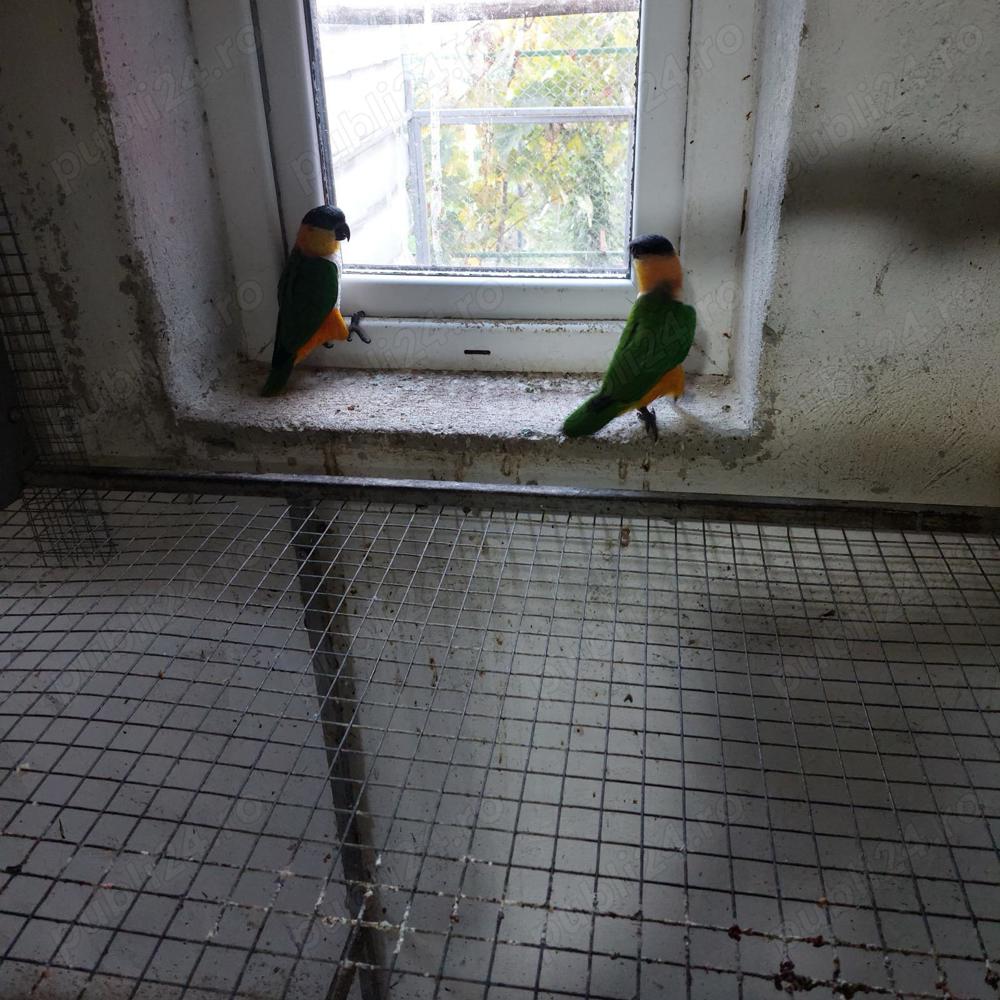 Vând caquie cap negru