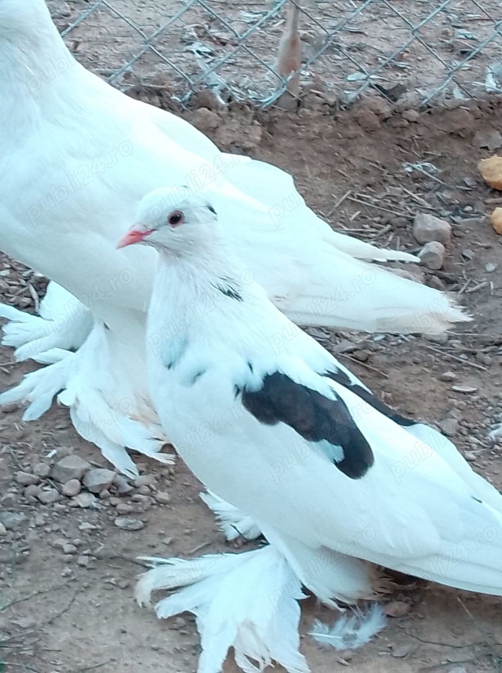 Porumbei încălțați 5 perechi  Porumbei încălțați 5 perechi