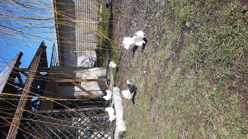 Porumbei rorati albi pentru evenimente Porumbei rorati albi pentru evenimente