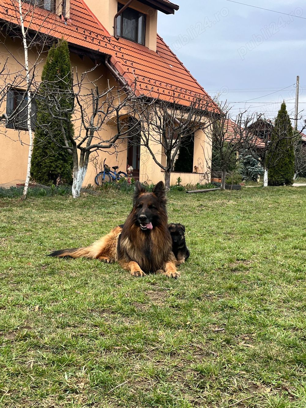 Puiuti ciobanesc german cu parul lung