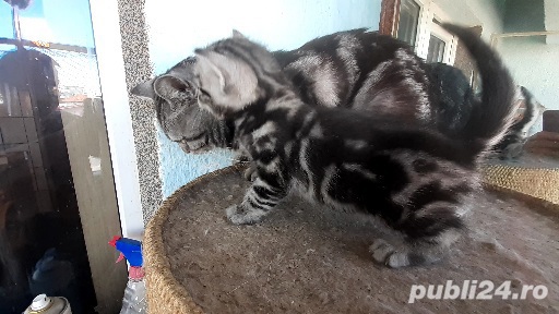 Pui british short hair silver tabby top  Pui british short hair silver tabby top