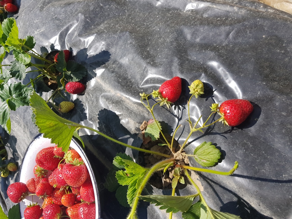 Stoloni capsuni care rodesc tot anul 