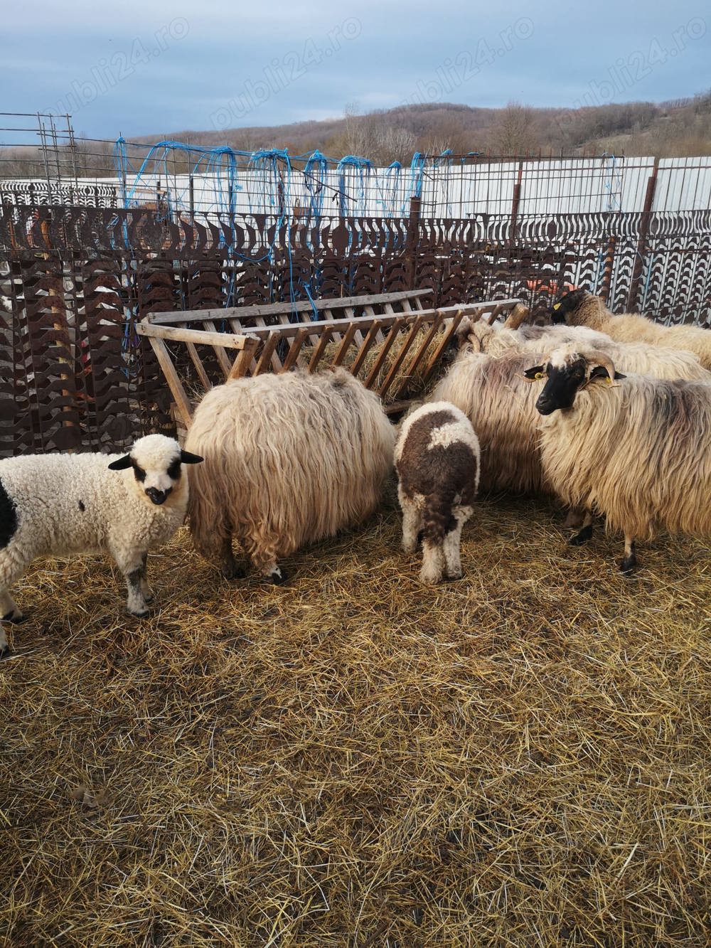 Oi de vanzare cu miei după ele Oi de vanzare cu miei după ele