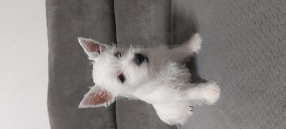 Pui  Westie 