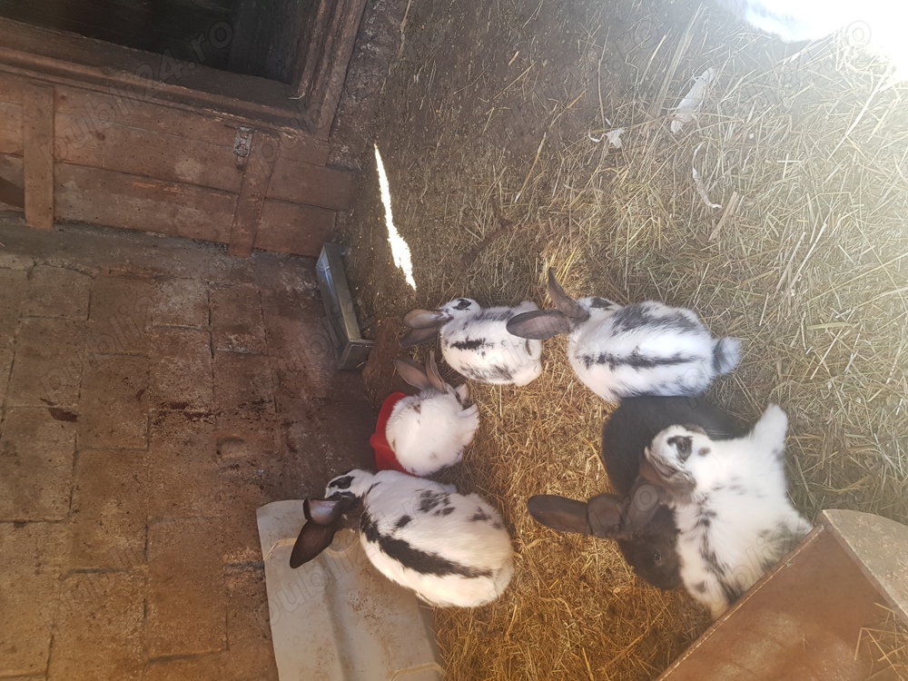 Iepuri caută alta casa