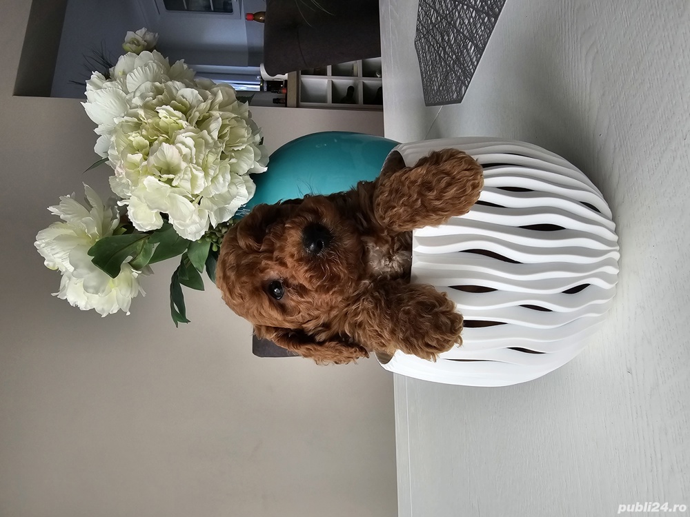 Pudel red 2 luni Pudel red 2 luni