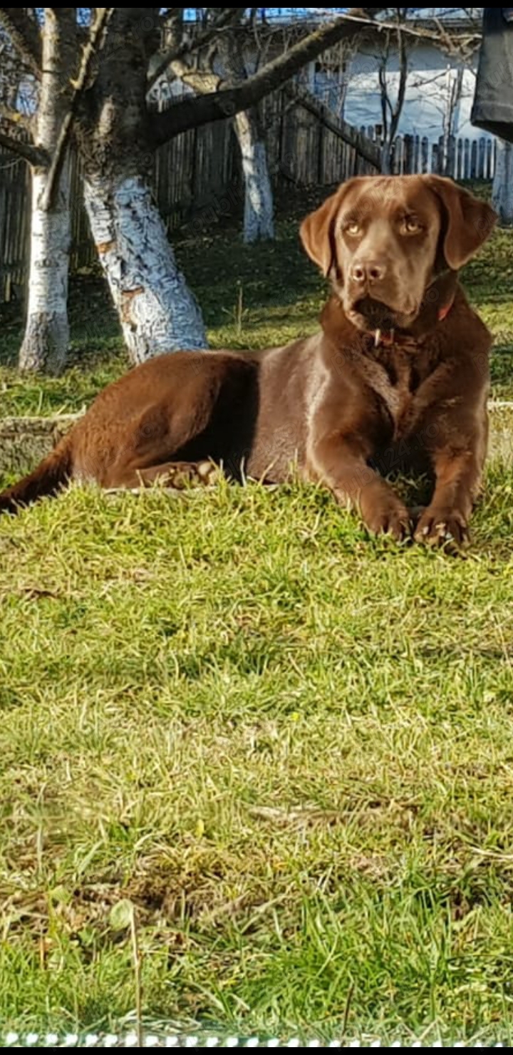 Caine Labrador retriever ciocolatiu cauta partenera