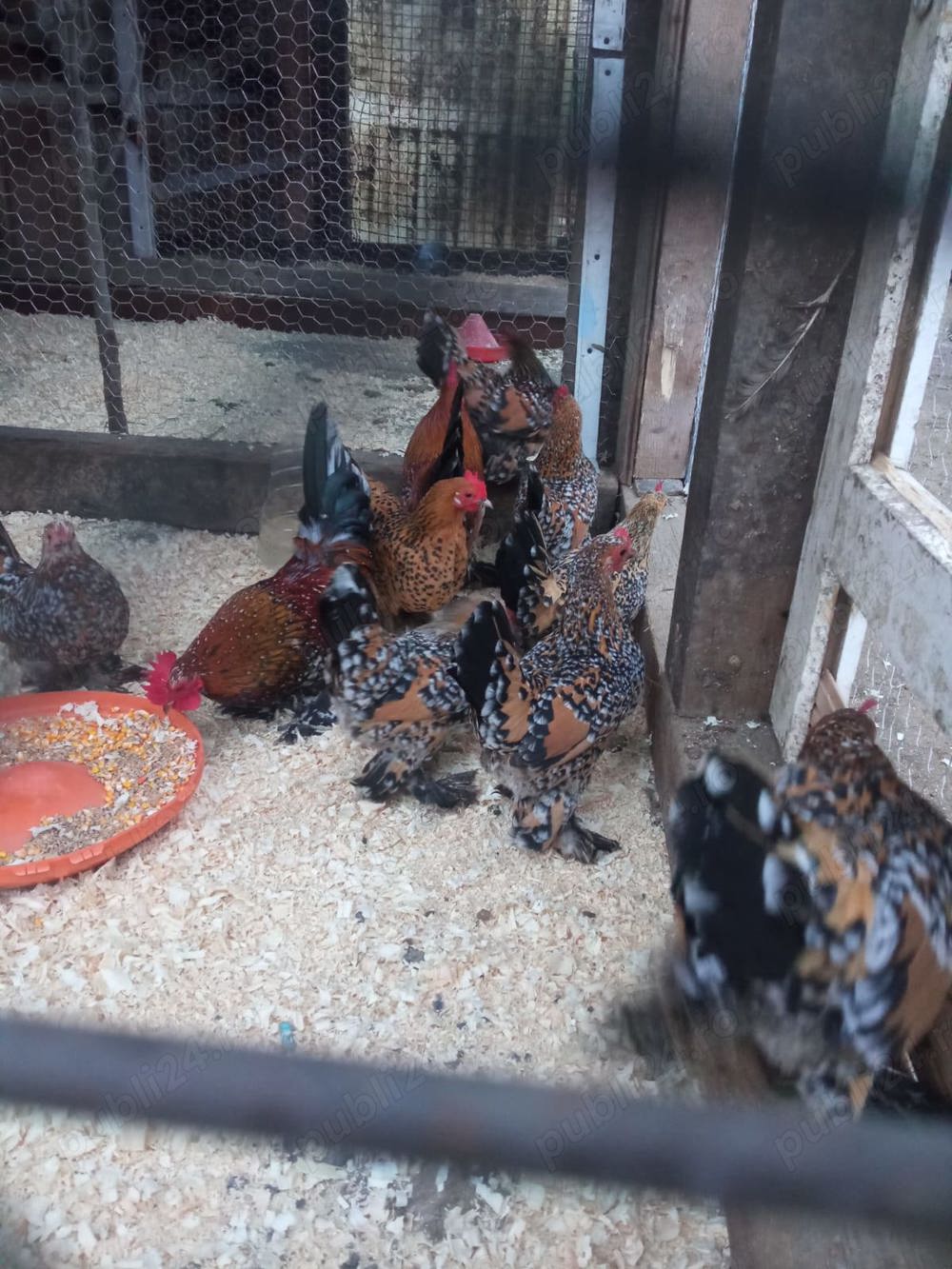 Vând oua incubat rasa mii de flori Vând oua incubat rasa mii de flori