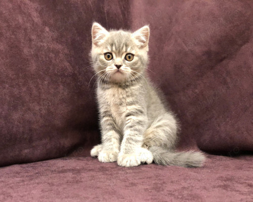 Puiuț American Shorthair lilac blotched tabby Puiuț American Shorthair lilac blotched tabby