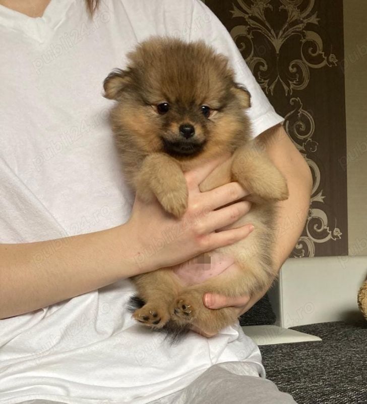 Pomeranian superb cu pedigree