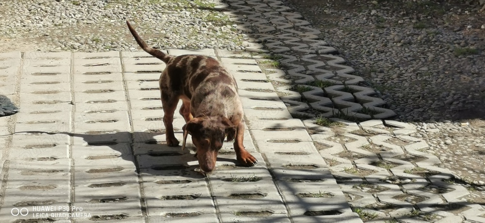 Teckel pitic arlequin  