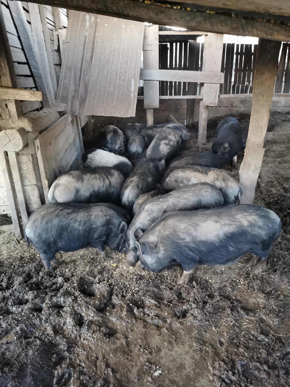 Porci vietnamezi  Porci vietnamezi