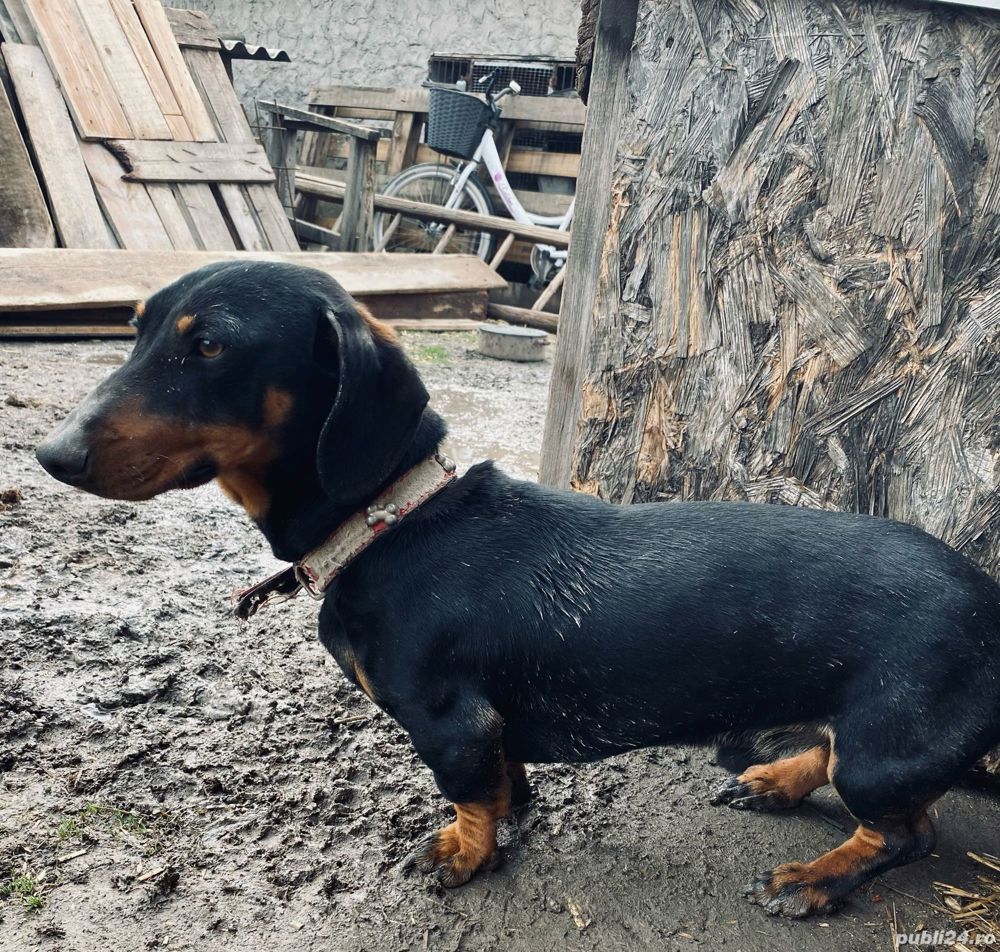 Vand catel Teckel  Vand catel Teckel